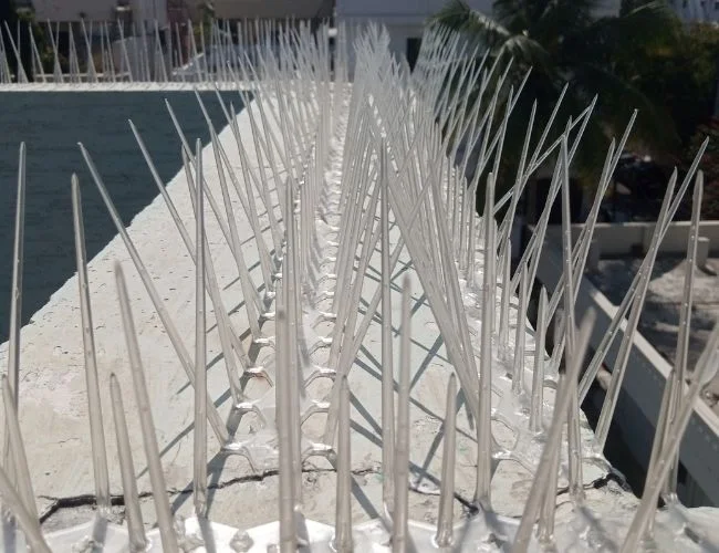 Bird Spikes in jaipur